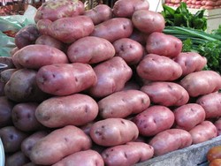 Kentang Raksasa dari Dataran Tinggi Karo