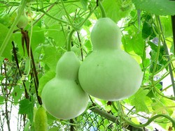 Labu Botol Bikin Langsing