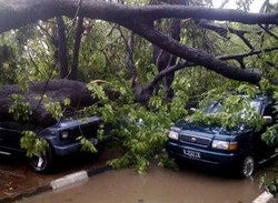 Manado Diterpa Hujan dan Angin Kencang, Pohon Bertumbangan