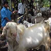 Hindari Krisis Kambing PE, Peternak Diimbau Batasi Ekspor ke Malaysia