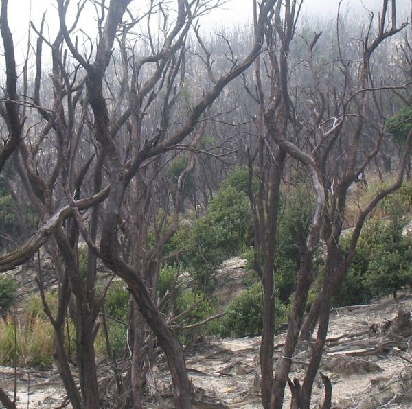 Menembus Kawah Papandayan