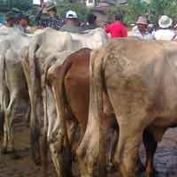 Larangan Daging Sapi Impor Masuk Jatim Didukung Pusat