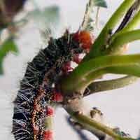 Gawat, Ulat Bulu Juga Meneror Jombang