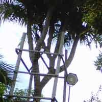 Pohon Kelapa Bercabang 17 Hiasi Hallo Surabaya