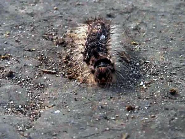 Serangan Ulat Bulu di Jombang Meluas