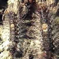 Ribuan Ulat Bulu di Jombang Disemprot Insektisida