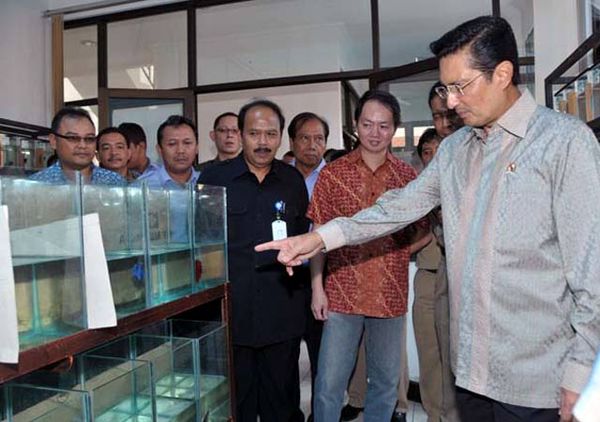 Fadel Tinjau Budidaya Ikan Cupang