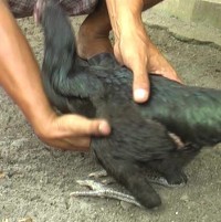 Unik! Ada Ayam Tanpa Sayap di Purworejo