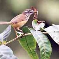 Jaga Ekosistem, Ribuan Burung akan Dilepas ke Alam Bebas