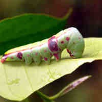 Giliran Pohon Salam di Jombang Diserang Ulat Keket