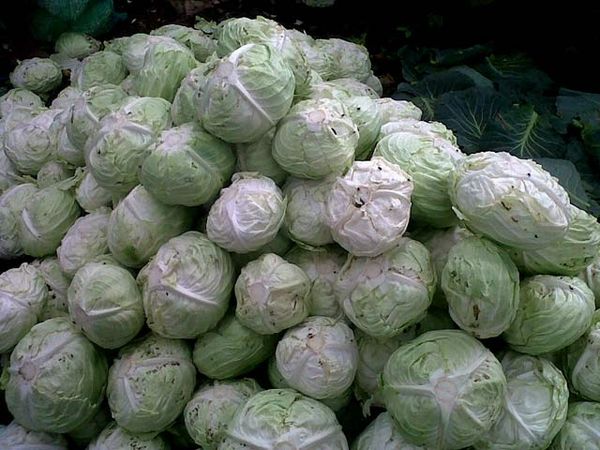 Harga Kol di Karo Anjlok