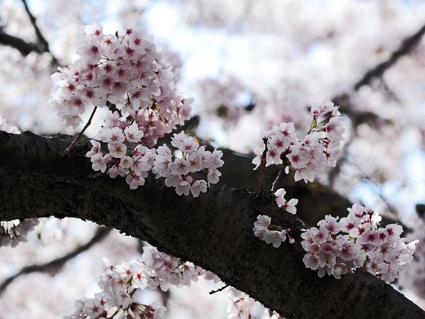 Festival Cherry Blossom