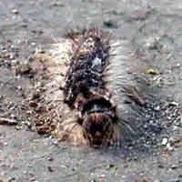 Basmi Ulat Bulu, Sebisa Mungkin Jangan Tebang Pohon