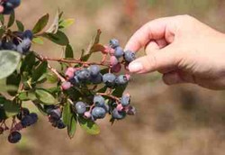 Ekstrak Blueberry Bisa Bakar Lemak Hingga 73 Persen