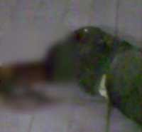 Pasutri Dibunuh di Rumahnya di Tomang