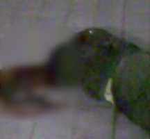 Jenazah Pasutri yang Tewas Terbunuh Dibawa ke RSCM