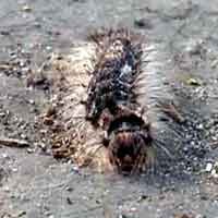 Kurangi Perkembangan Ulat Bulu, Gubernur Minta Masyarakat Bakar Dedaunan