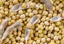 Kedelai, Cara Murah untuk Hidup Sehat