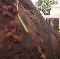 Hama Ulat Bulu Rambah Medan