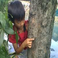 Takut Ulat Bulu, Warga Tanjung Duren Tutup Rumah Jelang Sore