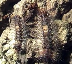 Banyak Cara Berantas Ulat Bulu, Pestisida Langkah Terakhir