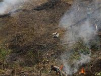 Membuka Lahan, Membakar Hutan