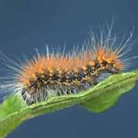 Cara Menghindari dan Mengobati Serangan Ulat Bulu