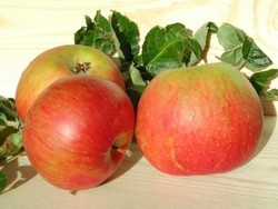 Makanan Bebas Selulit