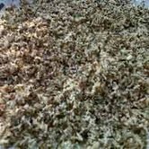 Pedagang Semut Rangrang Tolak Disebut Penyebab Merebaknya Wabah