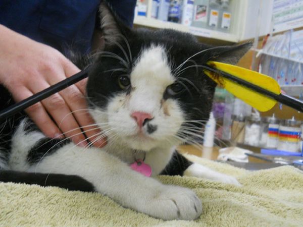 Tertembus Anak Panah, Max Selamat