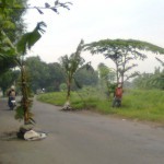 Pohon Pisang Tumbuh di Tengah Jalan Raya Lajuk-Porong