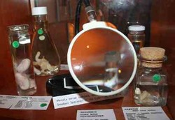 Koleksi Potongan Penis Manusia Ada di Museum Islandia