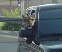 Wah! Harimau Jalan-jalan Naik Range Rover di Dubai