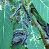 Kebun Singkong dan Pisang di Pamekasan Diserang Ulat Bulu