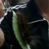 Belum Disemprot Pestisida, Warga Kalianak Bakar Ulat Bulu