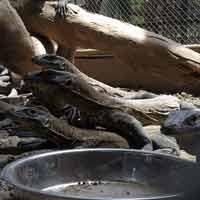 Penadah Tiga Anakan Komodo KBS Tertangkap?