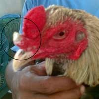 Aneh, Ayam Jago Milik Warga Lamongan Memiliki Tanduk