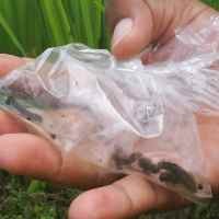 Antisipasi Dini Ulat Bulu Dengan Penyemprotan Insektisida Alami