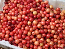 Kepincut si Mungil Lobi-Lobi