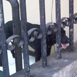 Pengamanan Mabes Polri Diperketat, Anjing Pelacak Disiagakan