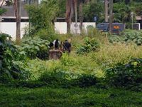 Polisi Periksa Paket Bom di Pipa Gas Serpong