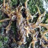 Ulat Jenis Baru Sambangi Pamekasan