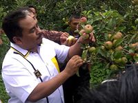 Presiden PKS Panen Apel