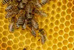 Royal Jelly Menyimpan Rahasia Umur Panjang 