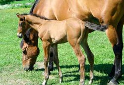 Apa Khasiat Susu Kuda Liar yang Sebenarnya?