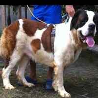 Duh, 3 Ekor Anjing Saint Bernard Mati Akibat Salah Pengemasan