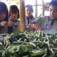 Miskin Riset, RI Belajar Produksi Sutera ke China