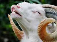 Beternak Domba  Makin Diminati