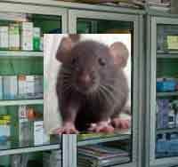 Hii...Tikus Berkeliaran di Ruang Obat RSUD Soewandhie