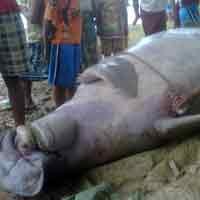 Ikan Mirip Anjing Laut Terjaring Nelayan Sumenep